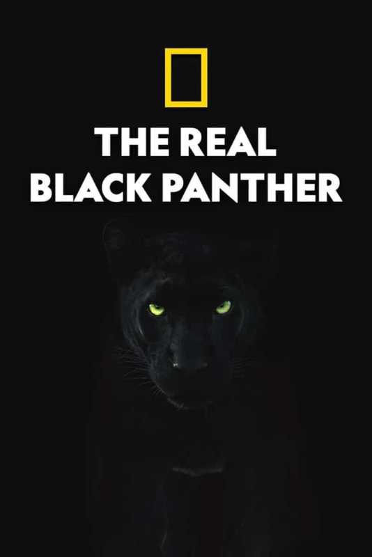 Ұ¼Ƭڱ˫ The Real Black Panther 2020Ӣ - 1080PѸBT